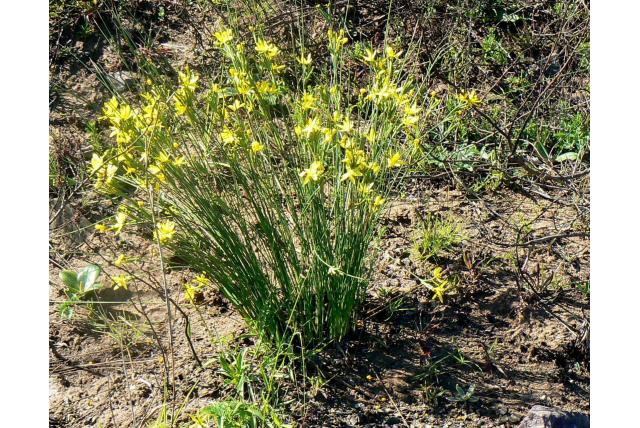 Sierlijke bobartia