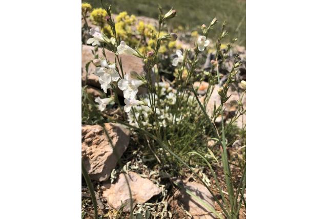 Dun Lariksblad penstemon