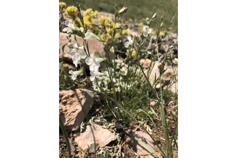 Penstemon laricifolius var exilifolius 279