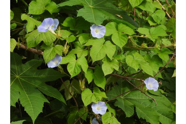 Blauwe winde