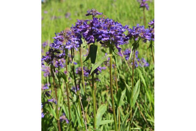 Washington penstemon