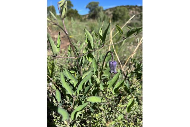 Scott's clematis
