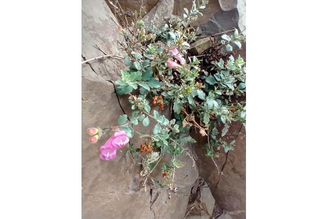 Richardsons getande penstemon