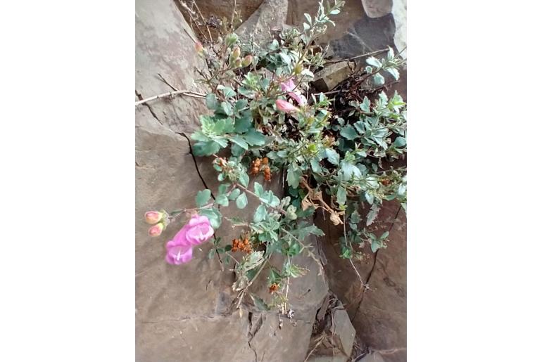 Penstemon richardsonii var dentatus 326