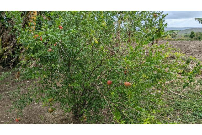Punica granatum 333