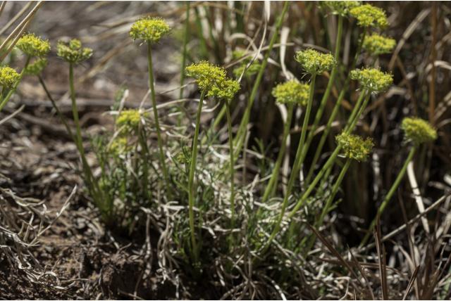Winterbloem Indiase peterselie