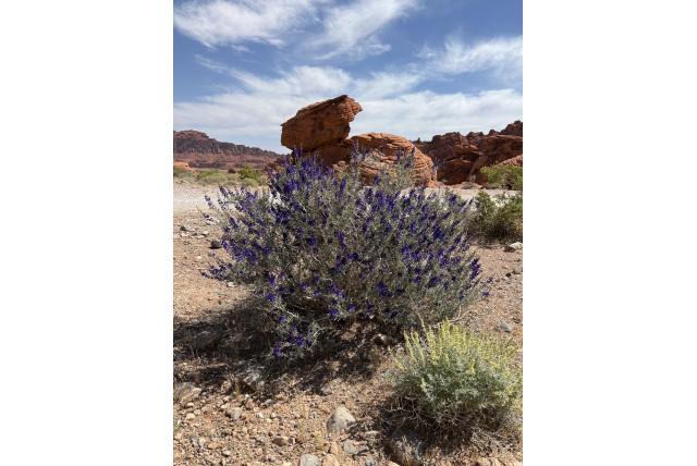 Fremont Indigostruik