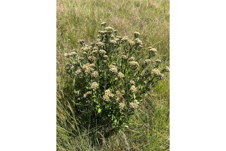 Gymnanthemum corymbosum 363