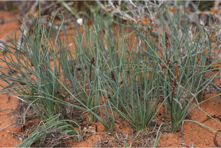 Drimia arenicola&nbsp;364