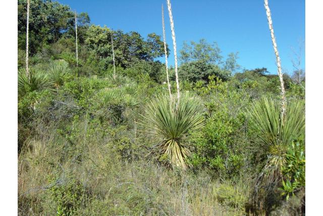 Grasboom