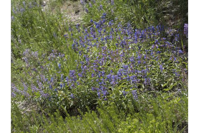 Watsons penstemon