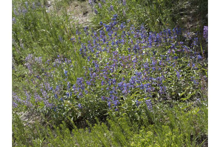 Penstemon watsonii 373