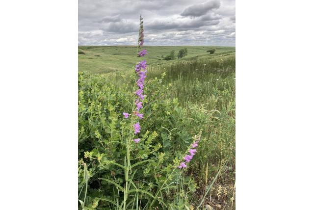 Hoogland blauwe penstemon