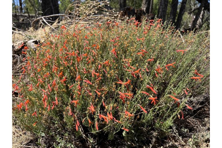 Penstemon pinifolius 402