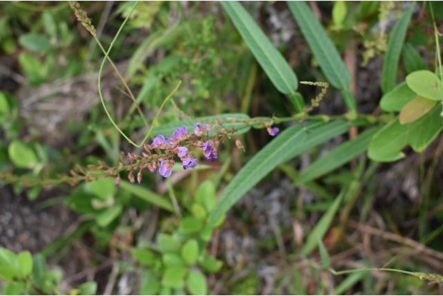 Driekantig tadehagi Driekantig tadehagi