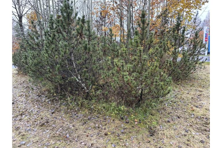 Pinus mugo 419