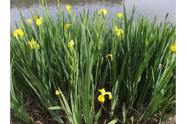 Iris pseudacorus -475