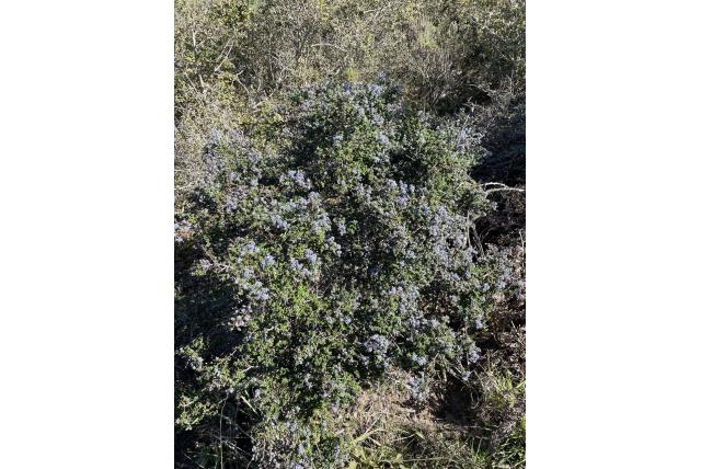 Santa barbara sering