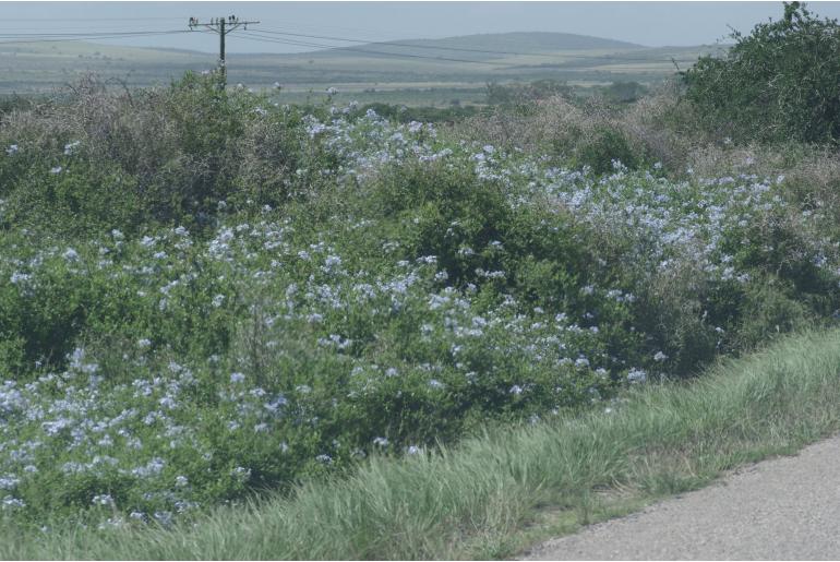 Plumbago auriculata 'Alba' 495