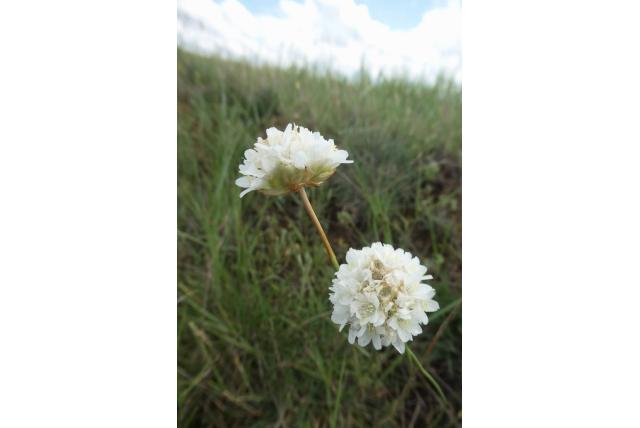 Allium-achtig strandkruid