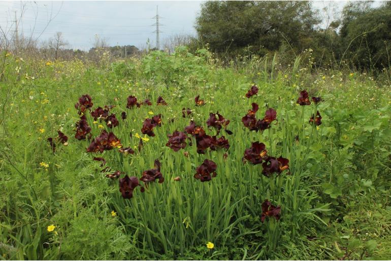 Iris atropurpurea -503