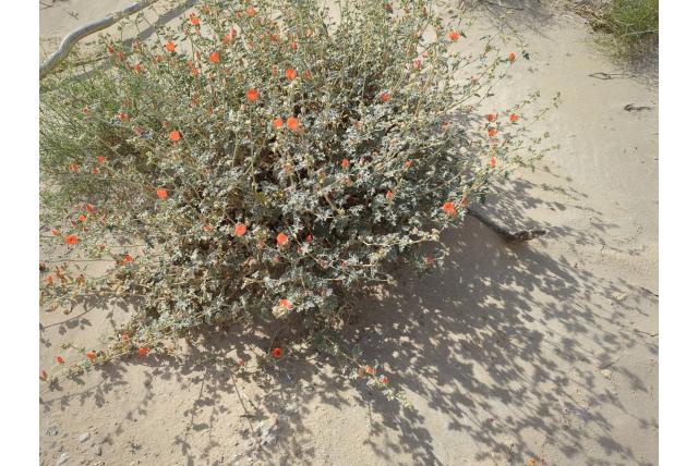Twijfelachtige sphaeralcea