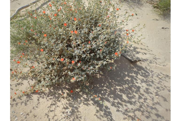 Sphaeralcea ambigua -518