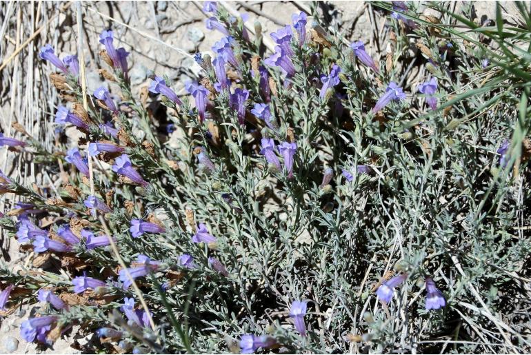 Penstemon teucrioides 572