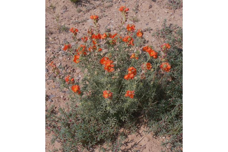 Sphaeralcea coccinea -574