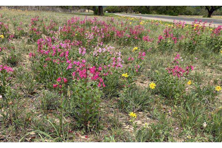 Penstemon triflorus 578