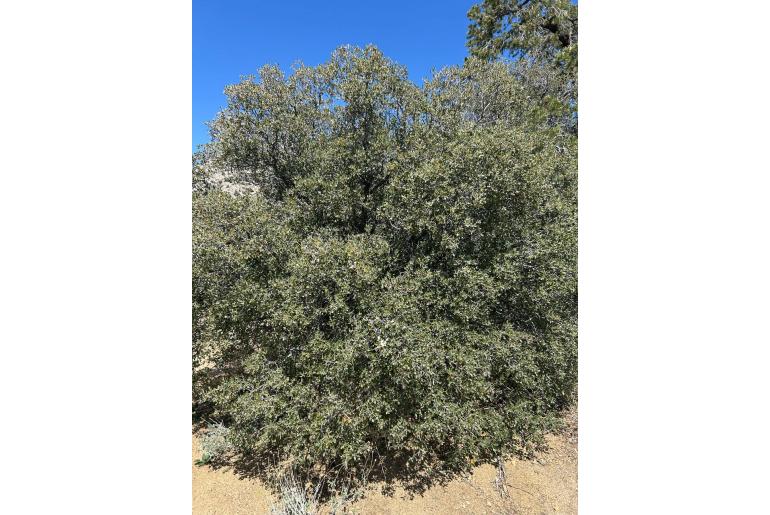 Quercus cornelius-mulleri 583