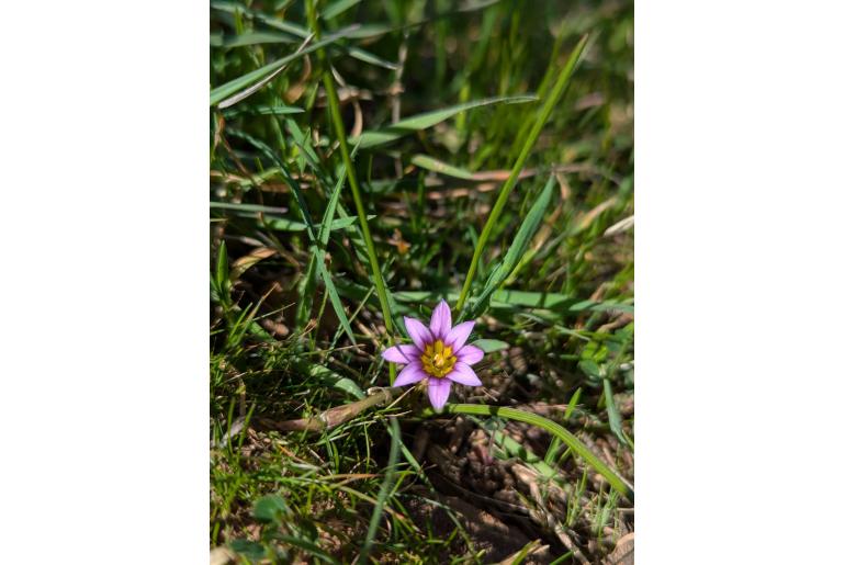 Romulea phoenicia&nbsp;585