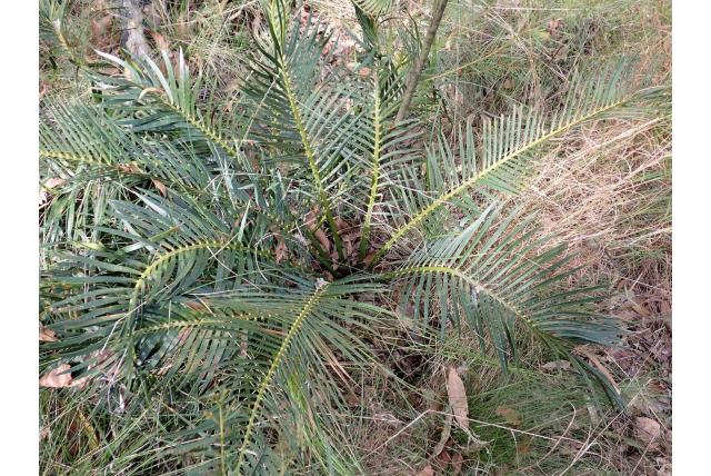 Spiraalvormige Macrozamia