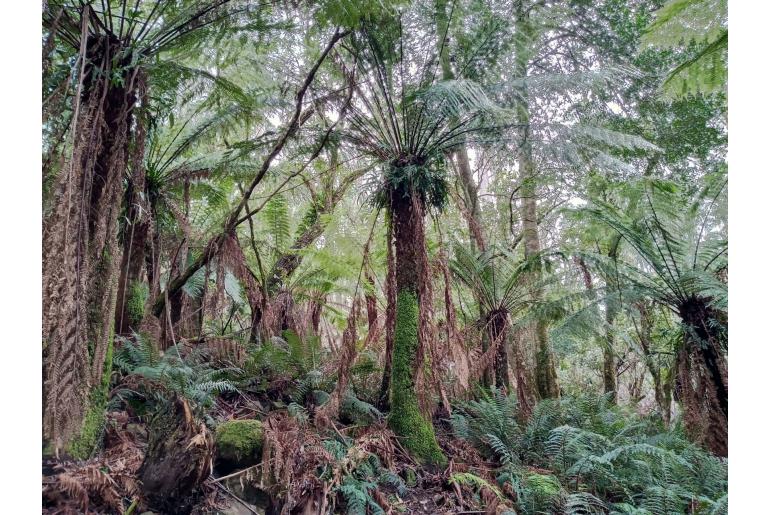 Dicksonia antarctica -599