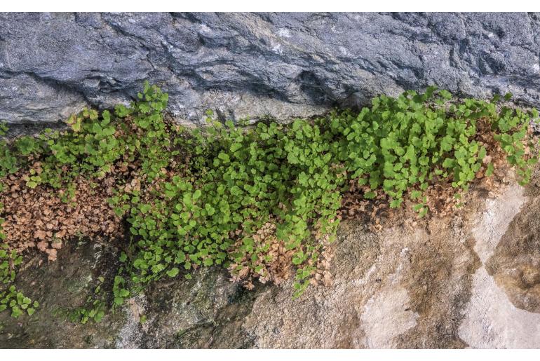 Adiantum capillus-veneris -601