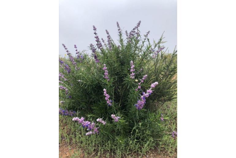 Trichostema lanatum -614