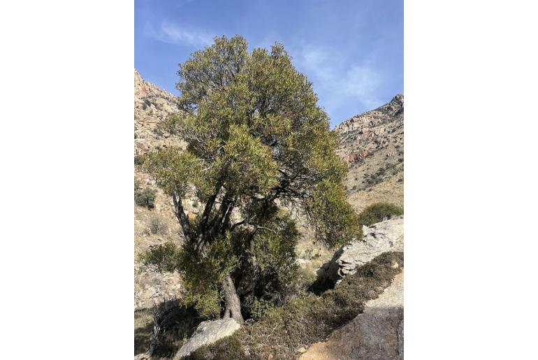 Vauquelinia californica -616