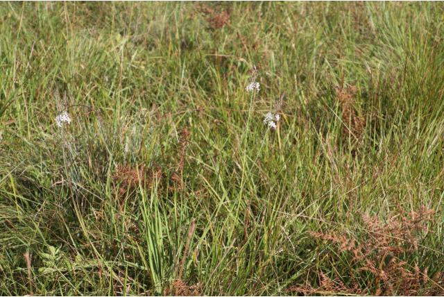 Salt's trachyandra Salt's trachyandra