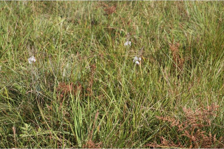 Trachyandra saltii Trachyandra saltii -620