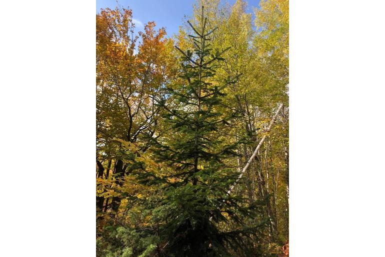 Abies x borisii-regis -621