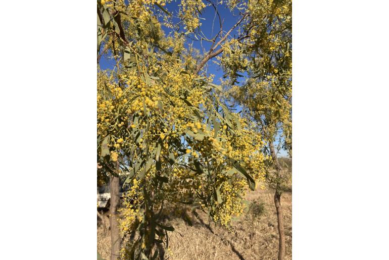 Acacia hemignosta 621