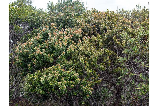 Dikke buxus tristaniopsis