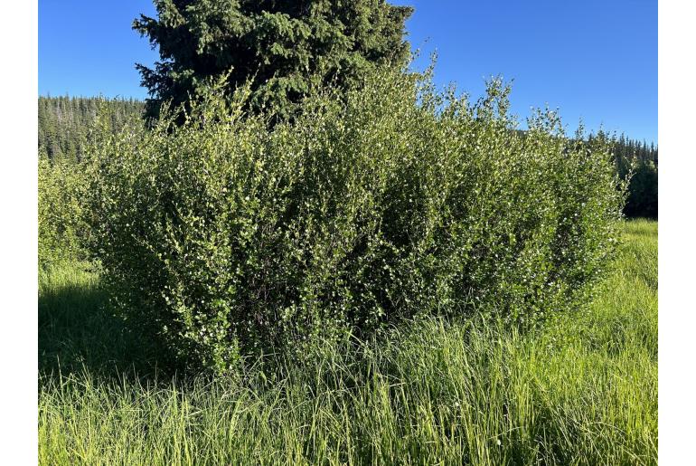 Betula glandulosa -626