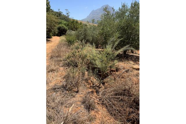 Mesvormige acacia