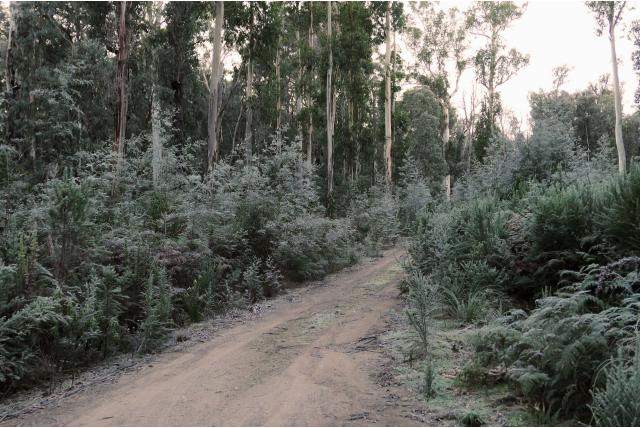 Witachtig van kleur acacia Witachtig van kleur acacia