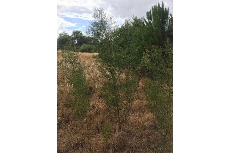 Acacia adunca -653