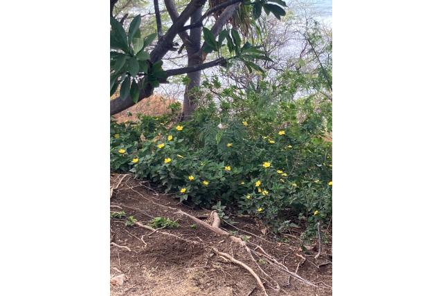 Iepachtige bladeren turnera Iepachtige bladeren turnera