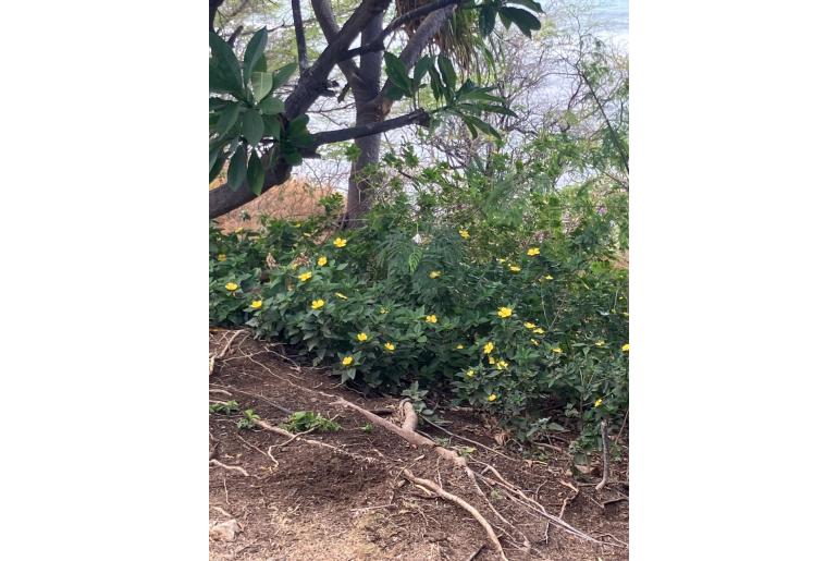 Turnera ulmifolia Turnera ulmifolia -669