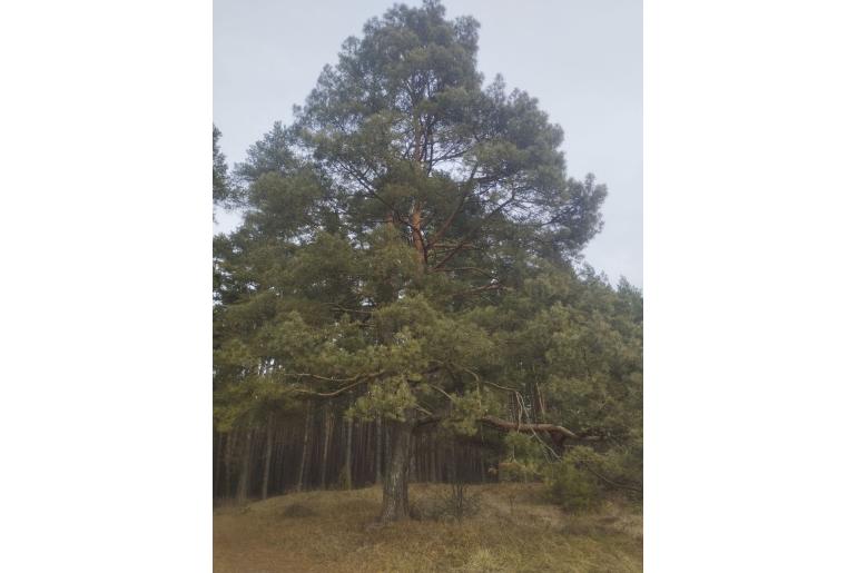 Pinus sylvestris 670