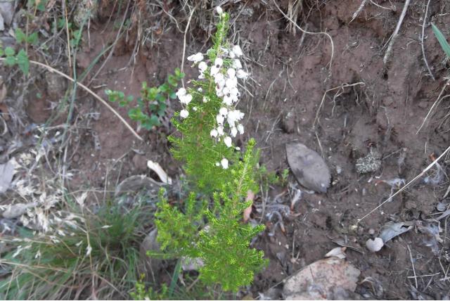 Harige heide Harige heide